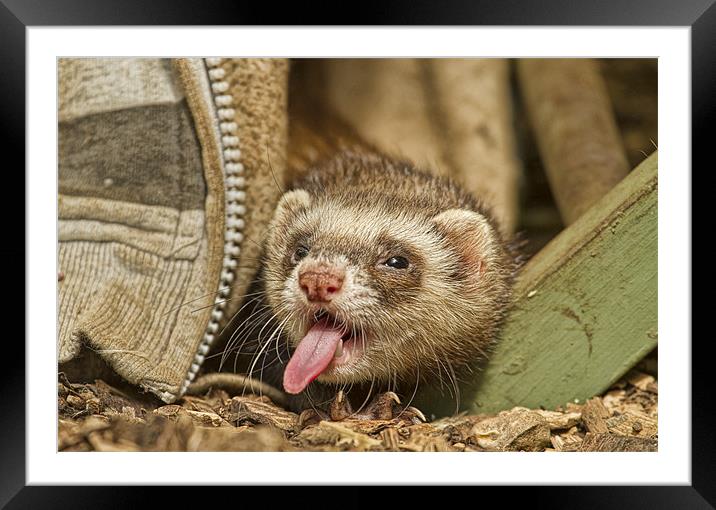 Cheeky! Framed Mounted Print by Val Saxby LRPS