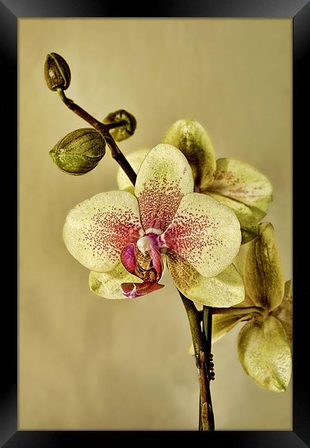 Orchid Framed Print by Val Saxby LRPS
