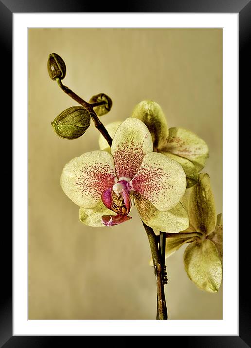 Orchid Framed Mounted Print by Val Saxby LRPS