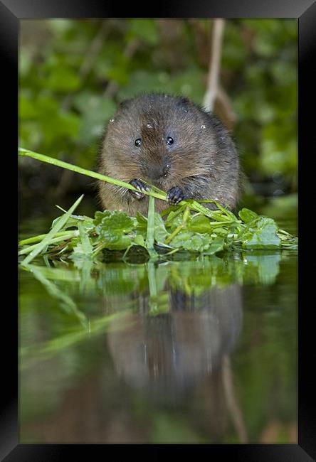 Water Vole Framed Print by Val Saxby LRPS
