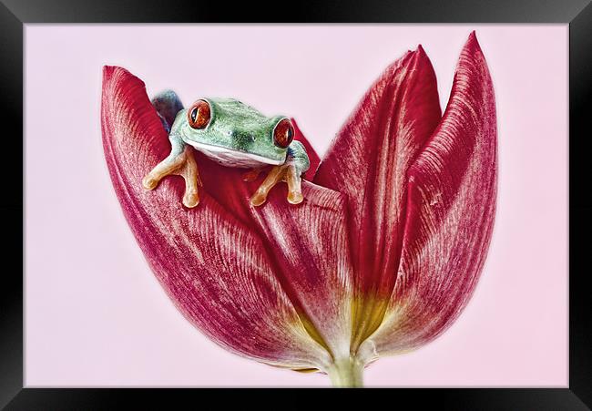 Red Eyed tree frog Framed Print by Val Saxby LRPS