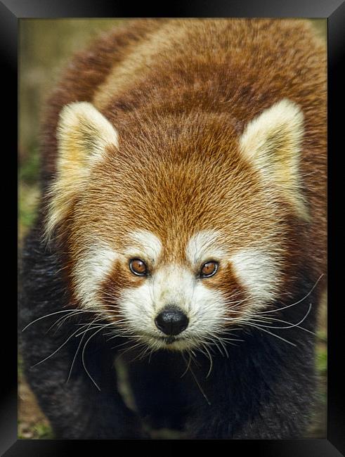 Red Panda Framed Print by Val Saxby LRPS