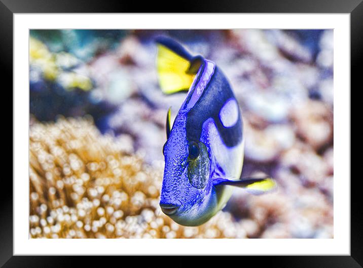 Blue Tang Framed Mounted Print by Val Saxby LRPS