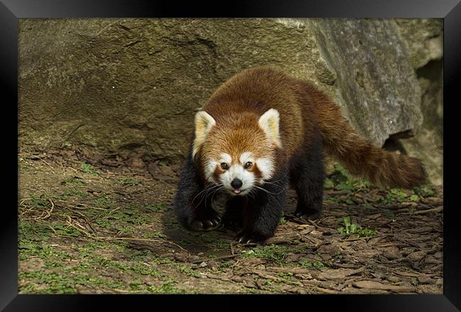 Red Panda Framed Print by Val Saxby LRPS