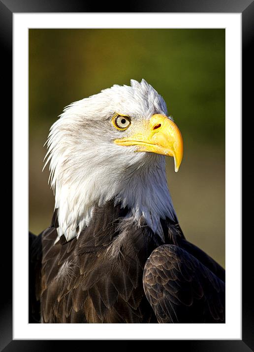 Bald Eagle Framed Mounted Print by Val Saxby LRPS