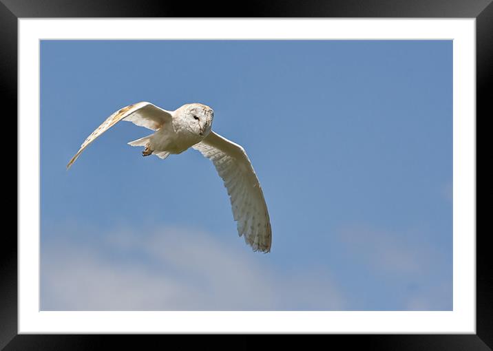 Barn Owl Flight Framed Mounted Print by Val Saxby LRPS