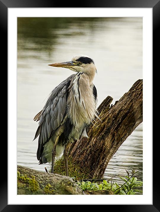 Heron Framed Mounted Print by Val Saxby LRPS