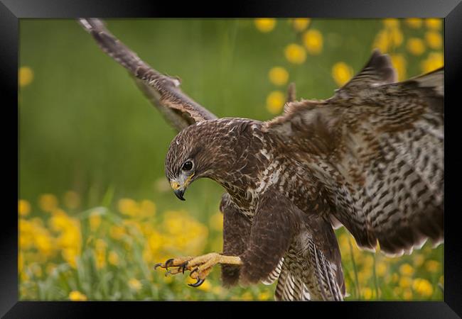 Buzzard landing in flower Meadow Framed Print by Val Saxby LRPS
