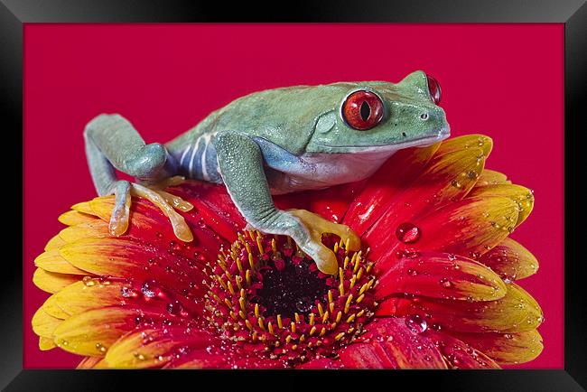 Red Eyed Tree Frog Framed Print by Val Saxby LRPS