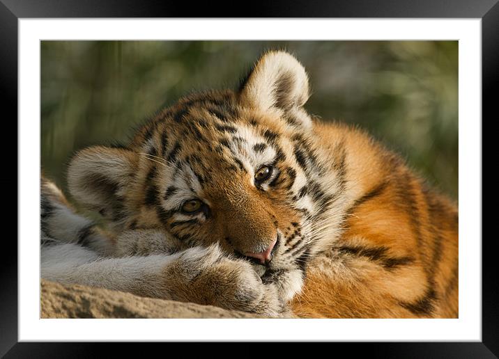 Amur Tiger Cub Framed Mounted Print by Val Saxby LRPS