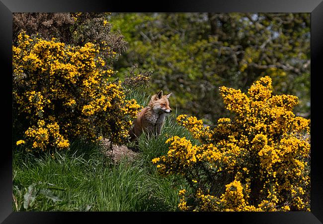 Fox on the hill Framed Print by Val Saxby LRPS