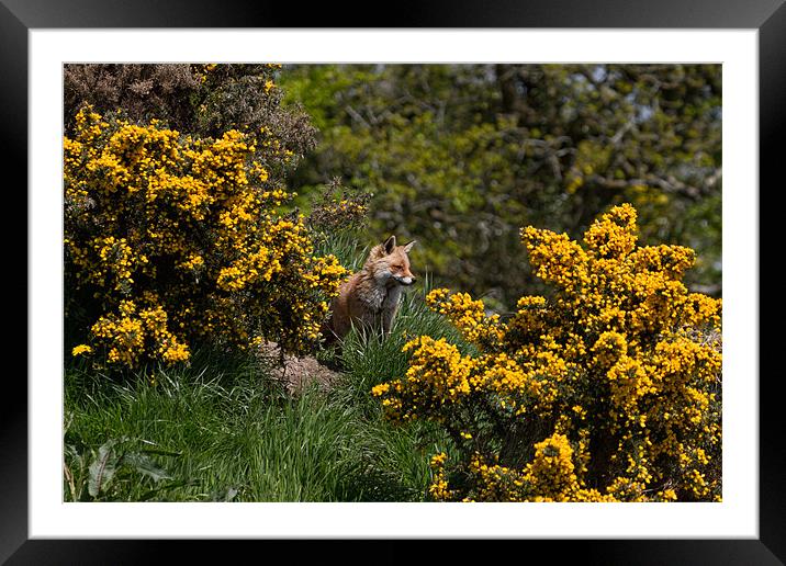 Fox on the hill Framed Mounted Print by Val Saxby LRPS