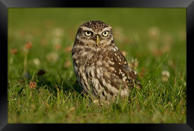 Little Owl Framed Print by Val Saxby LRPS
