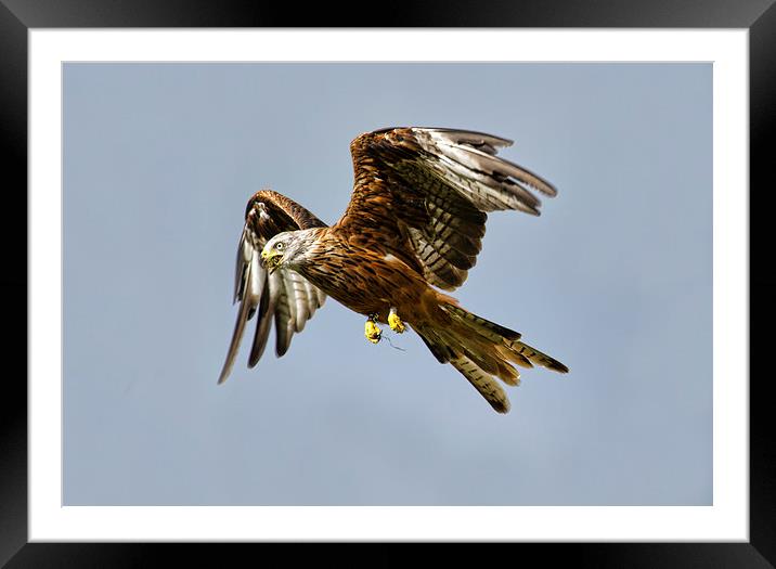 Red Kite Framed Mounted Print by Val Saxby LRPS