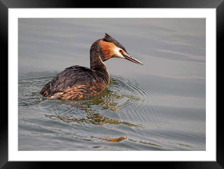 Great Crested Grebe Framed Mounted Print by Val Saxby LRPS