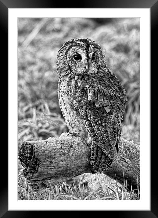 Tawny Owl Framed Mounted Print by Val Saxby LRPS