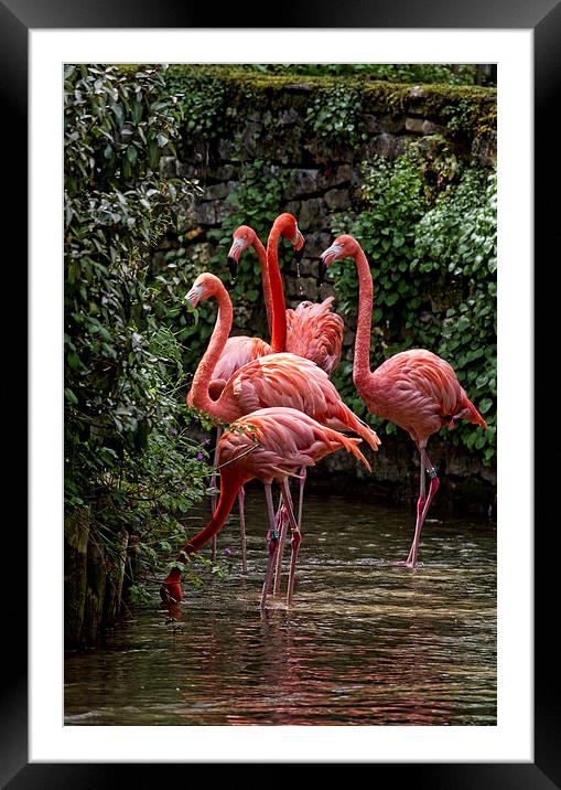 Caribbean Flamingo Framed Mounted Print by Val Saxby LRPS