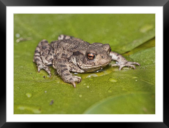  Common Toad Framed Mounted Print by Val Saxby LRPS