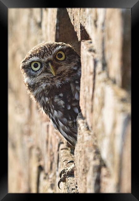  What you looking at! Framed Print by Val Saxby LRPS