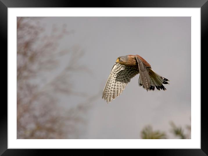  Kestrel Framed Mounted Print by Val Saxby LRPS