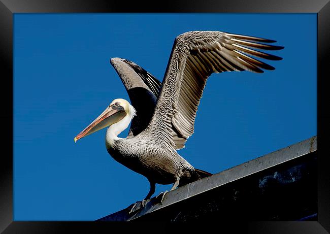  Brown Pelican Framed Print by Val Saxby LRPS