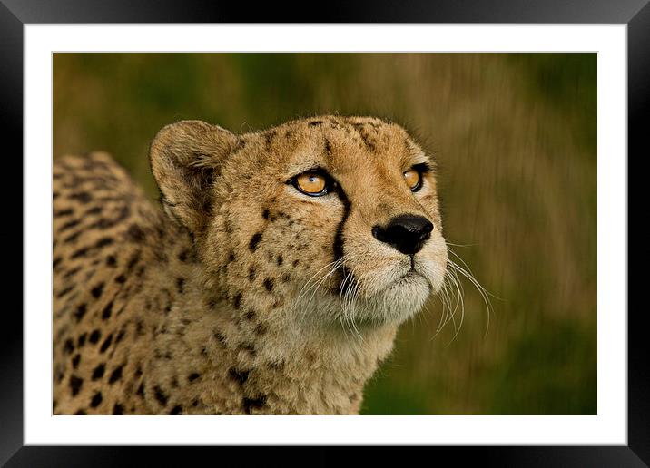 Cheetah  Framed Mounted Print by Val Saxby LRPS
