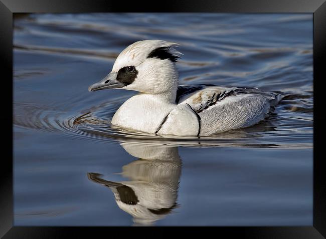  Smew Framed Print by Val Saxby LRPS