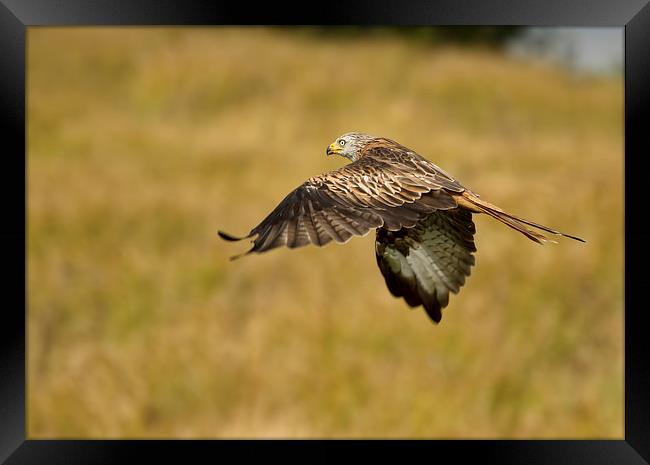  Red Kite in the Meadow Framed Print by Val Saxby LRPS