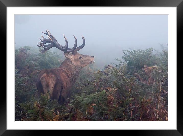  Red Deer Stag  Framed Mounted Print by Val Saxby LRPS