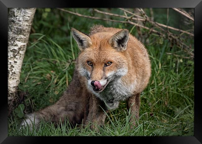  Red Fox Framed Print by Val Saxby LRPS