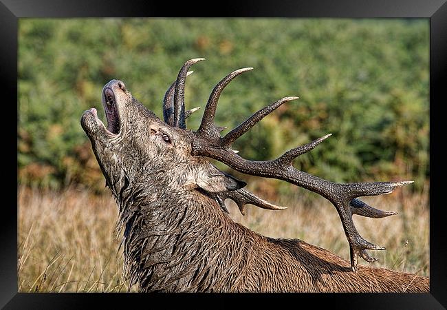  Bolving Stag Framed Print by Val Saxby LRPS