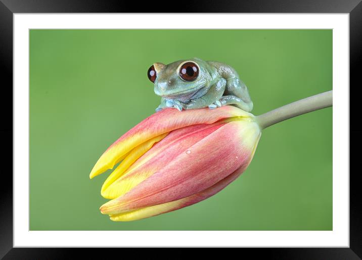 Ruby Eye tree frog Framed Mounted Print by Val Saxby LRPS