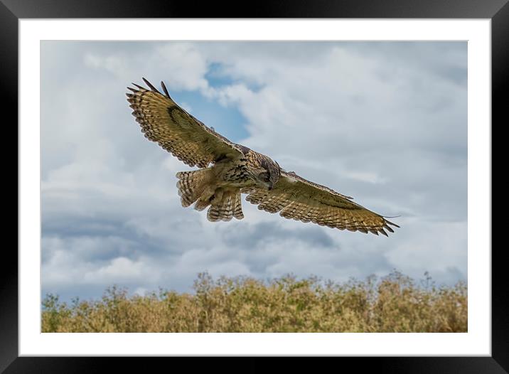 Eagle owl hunting Framed Mounted Print by Val Saxby LRPS