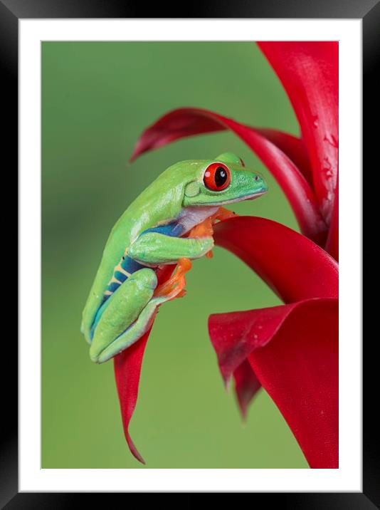 Red N Green Framed Mounted Print by Val Saxby LRPS