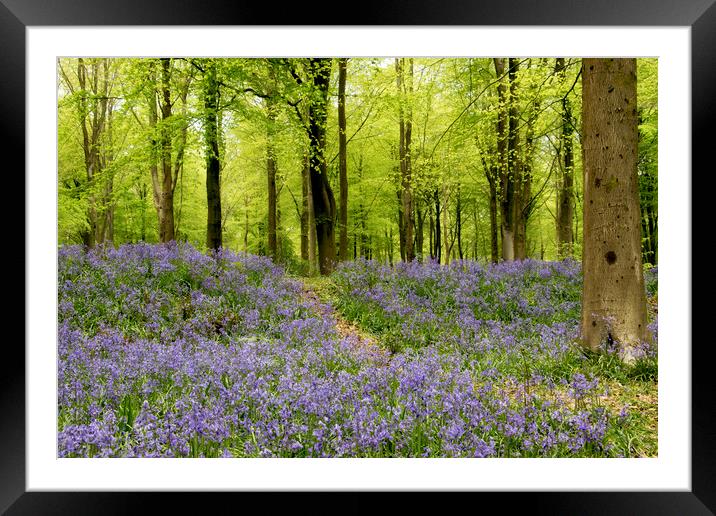 Bluebells galore Framed Mounted Print by Val Saxby LRPS