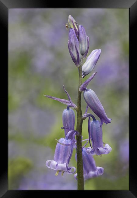 Bluebell Framed Print by Val Saxby LRPS