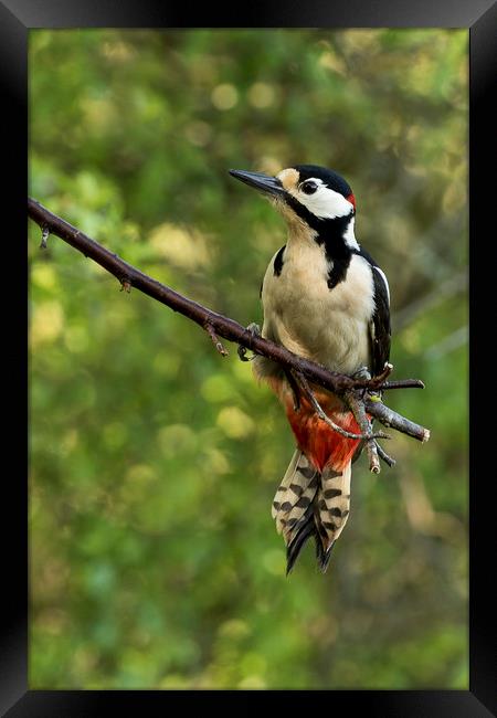 Greater spotted woodpecker Framed Print by Val Saxby LRPS
