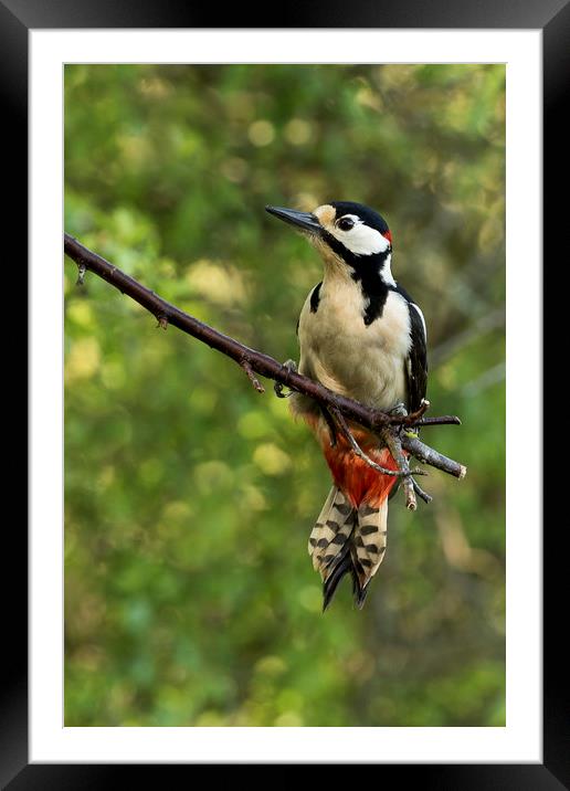 Greater spotted woodpecker Framed Mounted Print by Val Saxby LRPS