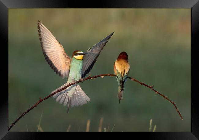 Bee Eater Landing Framed Print by Val Saxby LRPS