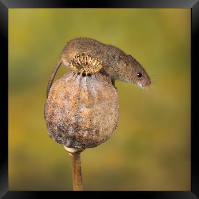 Harvest Mouse Framed Print by Val Saxby LRPS