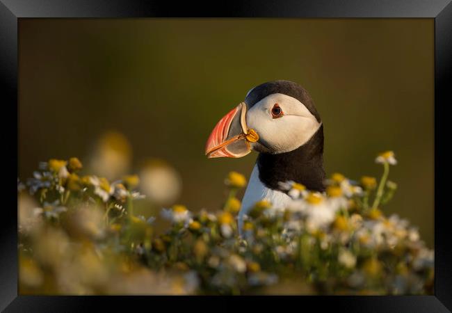 Puffin Portrait Framed Print by Val Saxby LRPS