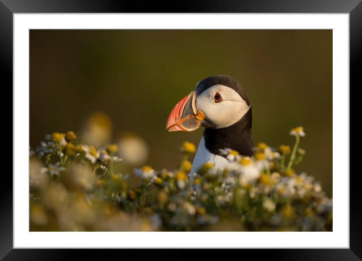 Puffin Portrait Framed Mounted Print by Val Saxby LRPS