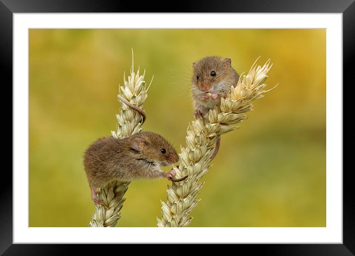 Harvest mice on Corn Framed Mounted Print by Val Saxby LRPS