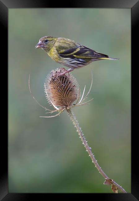 Siskin Framed Print by Val Saxby LRPS