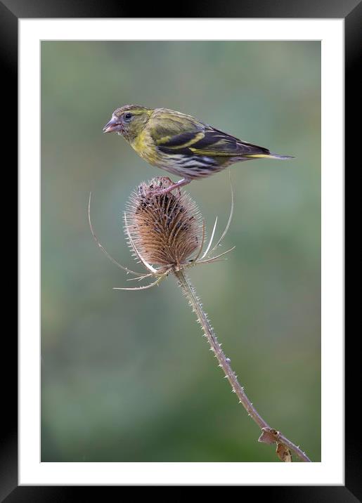 Siskin Framed Mounted Print by Val Saxby LRPS