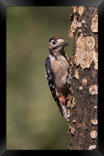 Greater Spotted Woodpecker Framed Print by Val Saxby LRPS