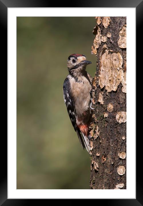 Greater Spotted Woodpecker Framed Mounted Print by Val Saxby LRPS