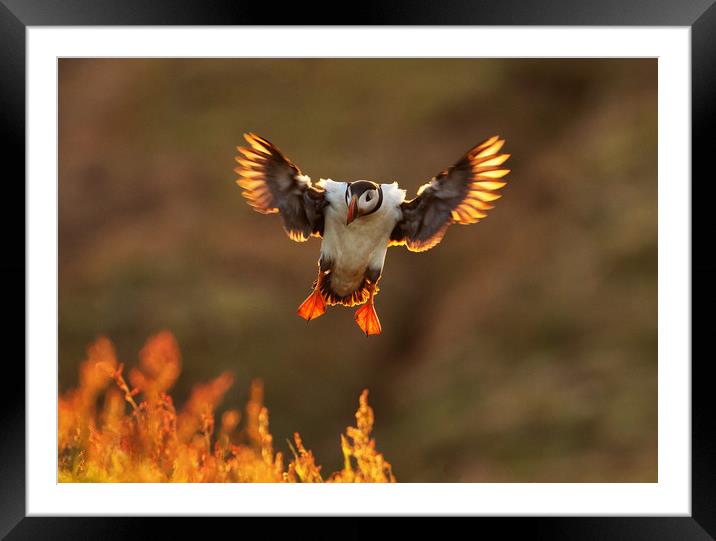 Sunset Puffin Framed Mounted Print by Val Saxby LRPS