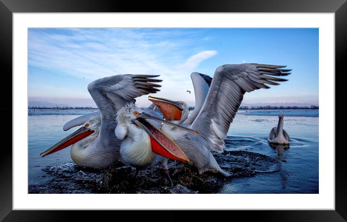 Squabbling Dalmatian Pelicans Framed Mounted Print by Val Saxby LRPS