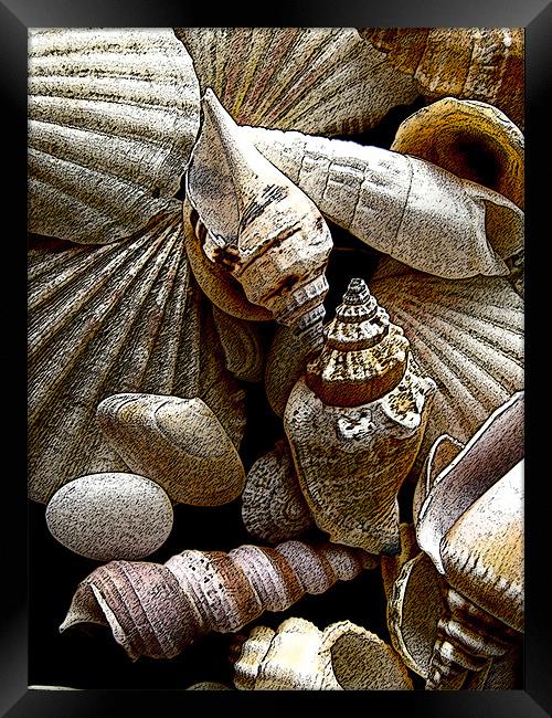 Seashells Framed Print by Elizabeth Wilson-Stephen